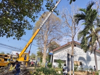 เทศบาลตำบลตาดทอง ลงพื้นที่ดำเนินการ ตัดต้นไม้ ตัดกิ่งไม้ ในพื้นที่ตำบลตาดทอง อำเภอเมืองยโสธร จังหวัดยโสธร