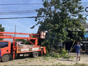 เทศบาลตำบลตาดทอง ลงพื้นที่ทำกิจกรรมจิตอาสาตัดแต่งกิ่งไม้ ทำความสะอาดและซ่อมแซมไฟฟ้าส่องสว่างและไฟฟ้าสาธารณะประโยชน์ในพื้นที่ตำบลตาดทอง อำเภอเมืองยโสธร จังหวัดยโสธร
